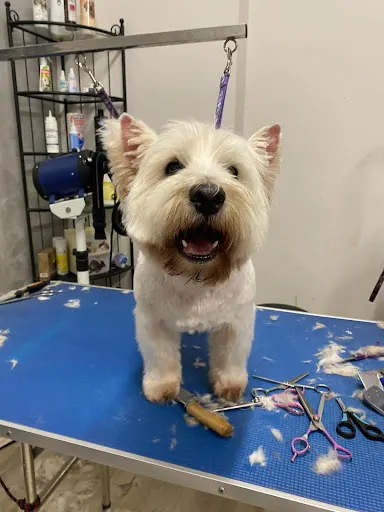 Salon groomerski Kudłate Love